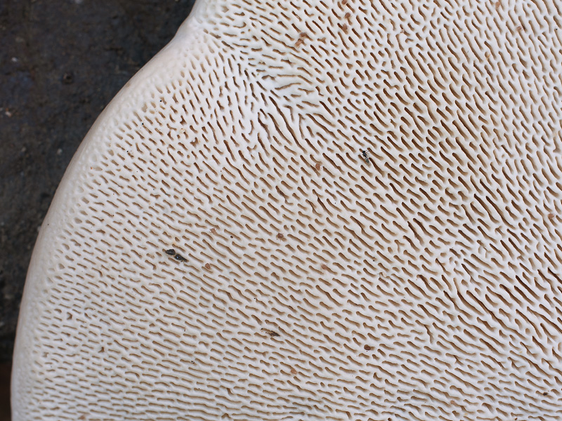 Trametes gibbosa